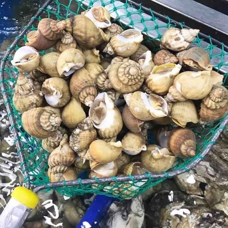 Ốc biển tươi sống