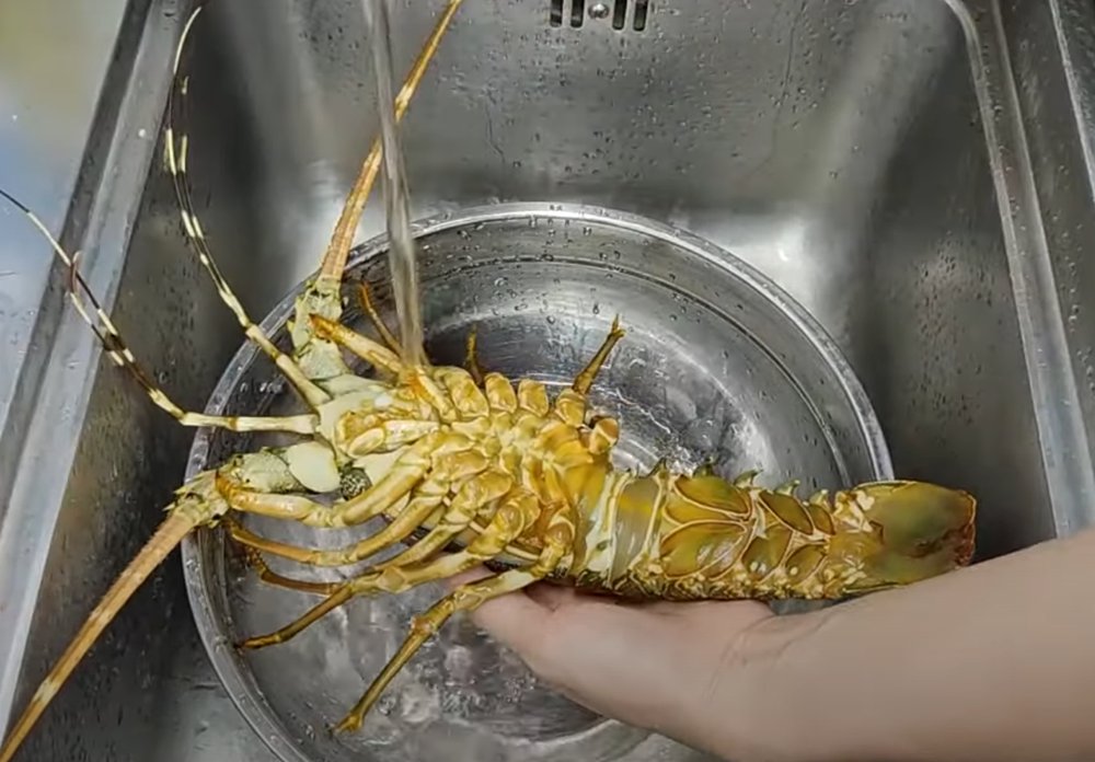 Bước làm sạch tôm hùm